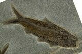 Plate of Two Detailed Fossil Fish (Knightia) - Wyoming #327978-1